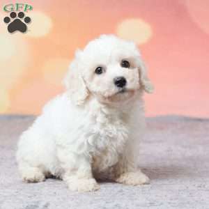 Faith, Bichon Frise Puppy